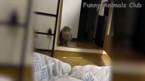 7_Best-Funny-Cat-Videos-That-Will-Make-You-Laugh-All