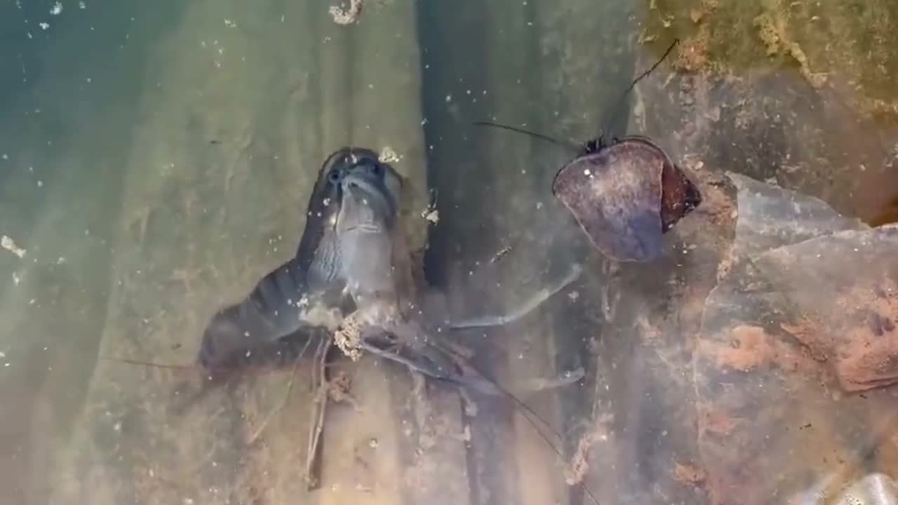 Vietnam crayfish caught on camera shedding its old shell