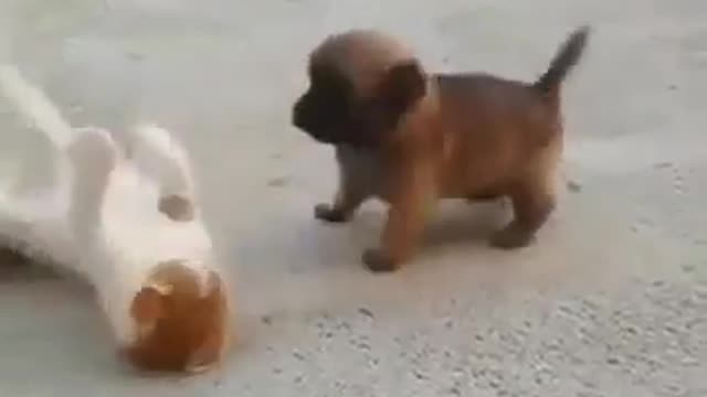 Kotopsovaya podborochkа