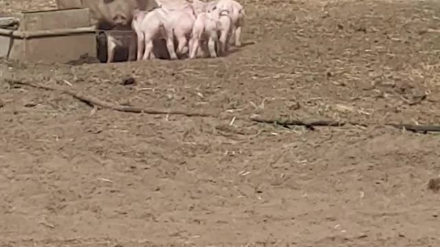 Little pigs