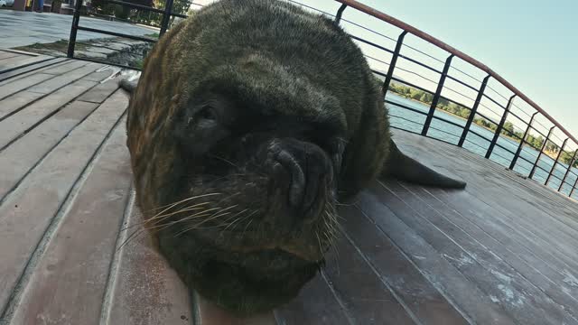 Sea Animal Resting on Wooden Pier
