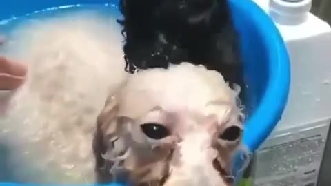 Angry dog is bathed by his happy friend