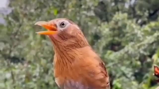 beau petit oiseau