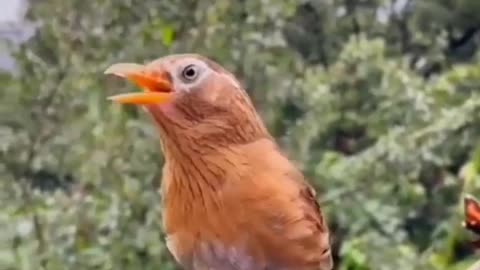 beau petit oiseau