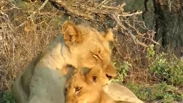 A lioness and her baby