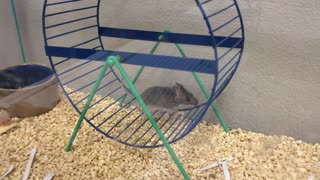 Mouse Walking on Wheel