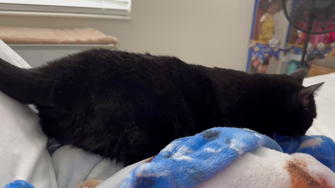 Adopting a Cat from a Shelter Vlog - Cute Precious Piper is Being a Sweet Baby