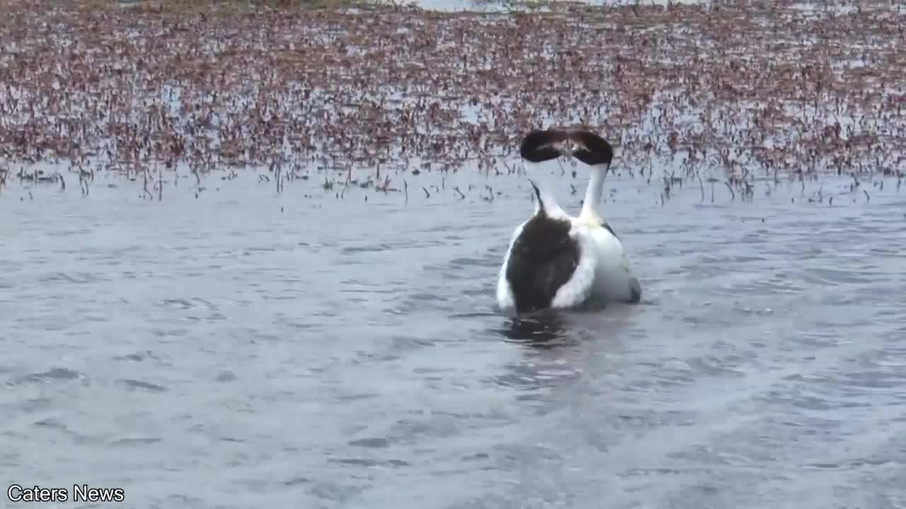 The Most Ridiculous Mating Dance