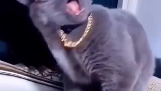 Funny cat/ funny animal