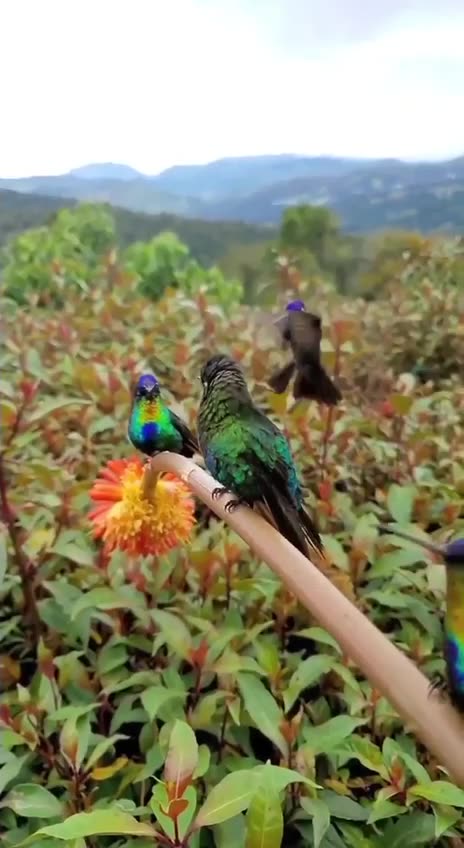 A RIGHT VIEW OF REPENTANCE - DAILY DEVOTIONAL ❤️