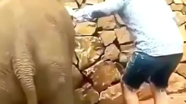 Elephant kick in his owner's ass