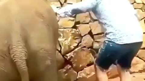 Elephant kick in his owner's ass