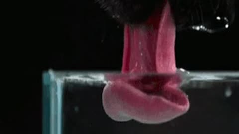 When a dog drinks ...