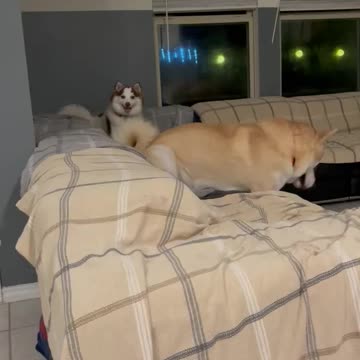 Pomsky is talking to you and making sounds like cat.