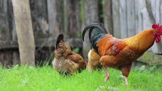 Cute Animals