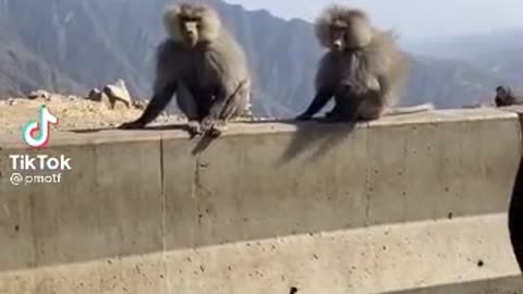 monkeys