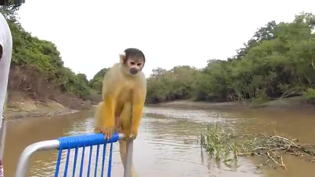 Monkeys on excursion: funny monkeys jump at tourists