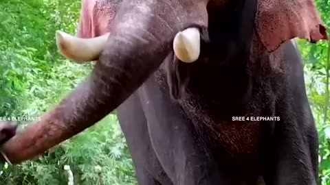 ദേഹത്ത് വെടിയുണ്ടകളുമായി ഗുരുവായൂരിൽ എത്തിയ വിപ്ലവകാരി