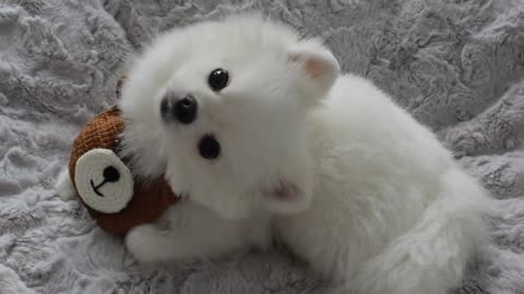 The dog said, I want to see you today, no matter what the weather.