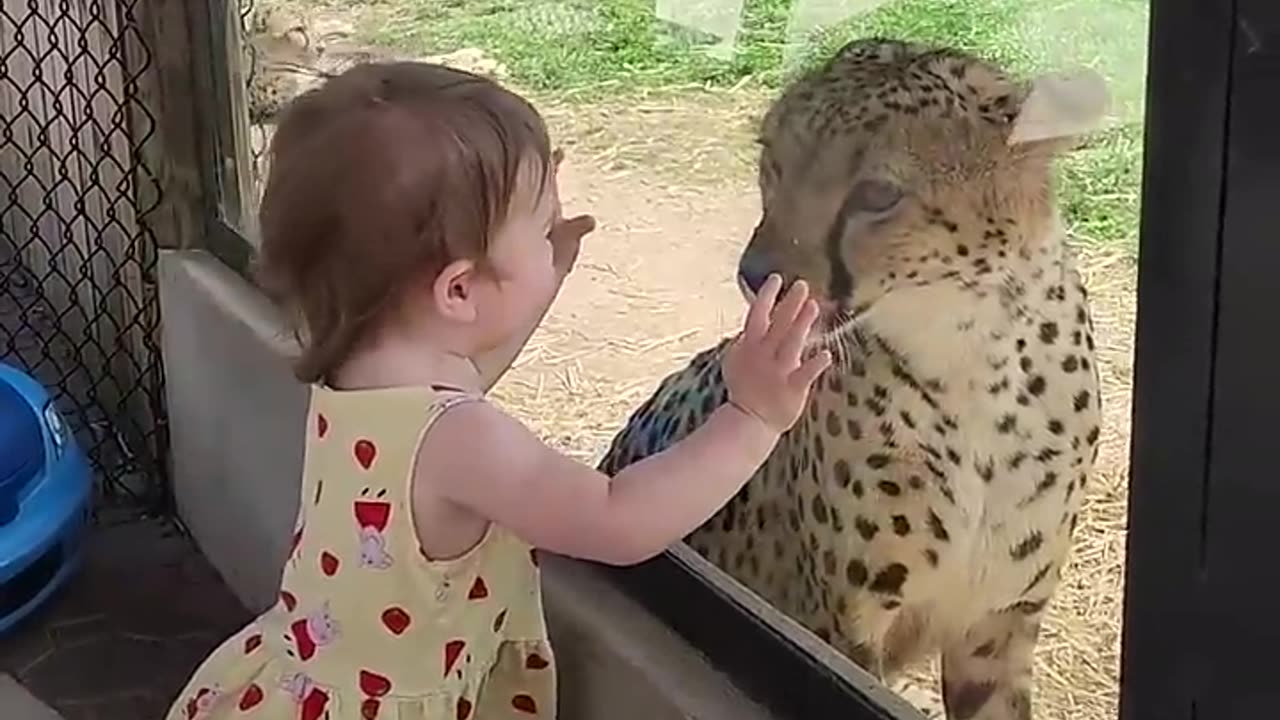 Little Girl Has Up-Close Encounter With Cheetah
