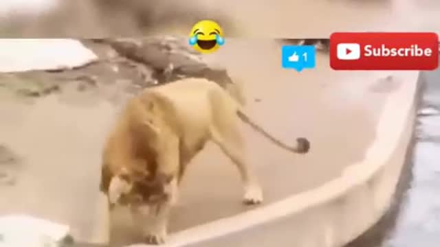 fool lion _ lion