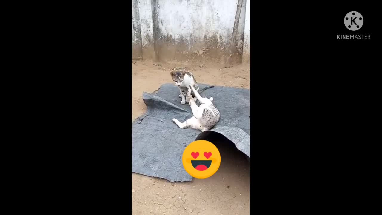 CAT FIGHTING DOG