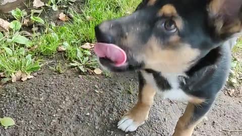 Funny puppy drinks water on a hot day