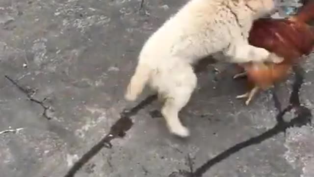 Chicken Dog Fight - Funny Dog Fight Compilation