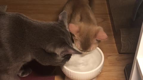 cats drinking water