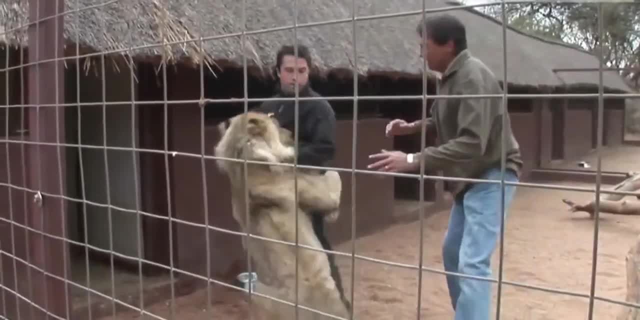 Lion attack on a trainer