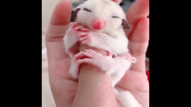 Best Animals 2 Minutes of Funny Cats and Dogs Videos