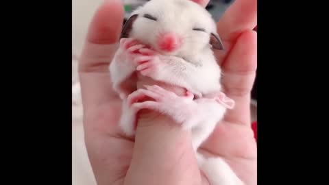 Best Animals 2 Minutes of Funny Cats and Dogs Videos
