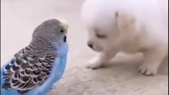 Dog & Bird lovely friend ship