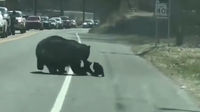 A mama bear carries her cubs across the road