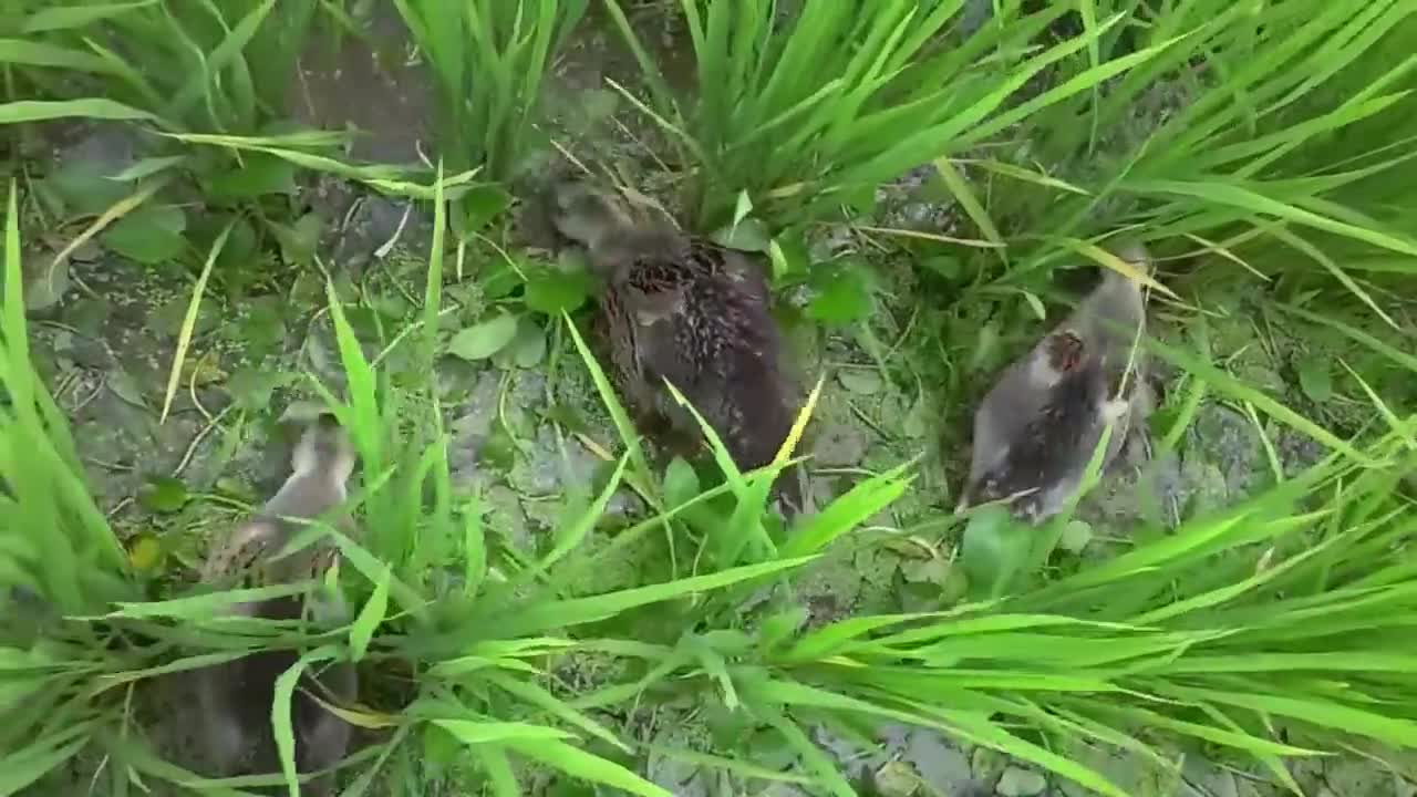 Duck_Farming_in_Rice_Field_-_Japan_Organic_Duck_Rice_cultivation(720p)