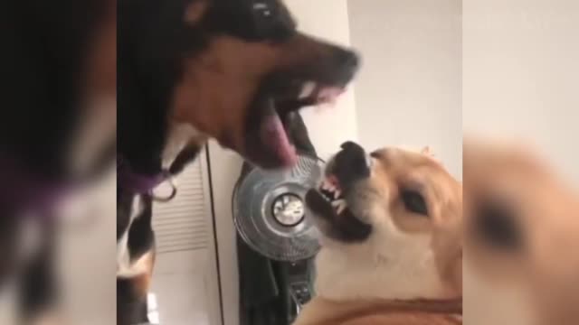 Funniest Dogs And Cats Videos Best Funny Animal Videos Of The 2021