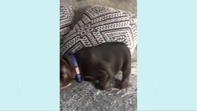 Funniest confused dogs compilation 2021 funny pet videos