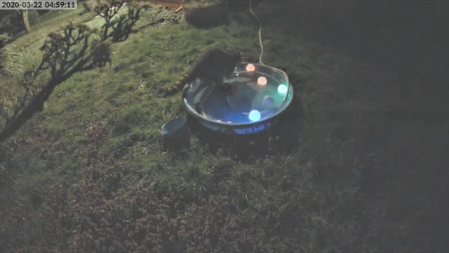 Raccoon Caught on Camera Taking a Little Dip in the Pool