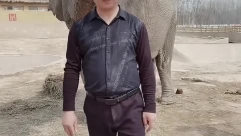 The elephant puts a hat on the breeder