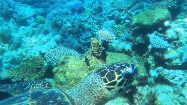 vituminsea##sea