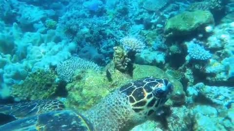 vituminsea##sea