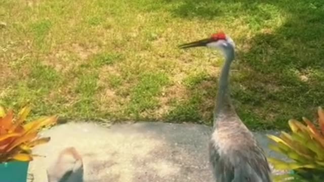 Sand hill crane knocks on door for human attention