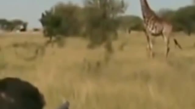 Giraffe Hunting in South Africa #shorts #wildlife