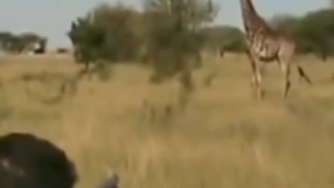 Giraffe Hunting in South Africa #shorts #wildlife