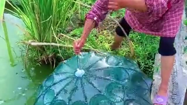 Amazing trap fishing big fish #short