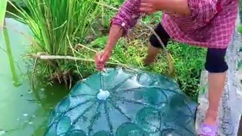 Amazing trap fishing big fish #short