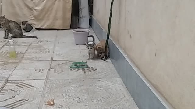 Cats that do beautiful things