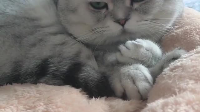 Daily life of cute cats at home 20