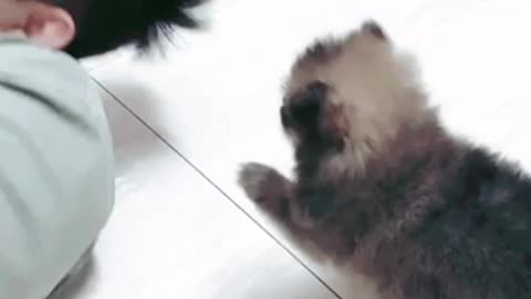 OMG! Watch this cute little pom 😍