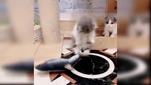 Funny cats video